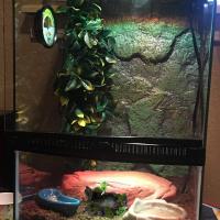 Plato De Alimentación Para Mascotas Resina Apta Para Reptiles Pequeños Tortugas Sapo Geckó Escorpión No Reptil Bolita Alimento Agua - details 5