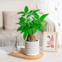 Macetas Multifuncionales Para Plantas Interiores En Oficina Ideal Para Flores Vegetales Y Ornamentos - details 2