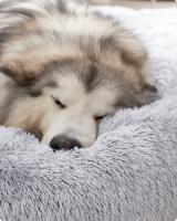Cama de Perros y Gatos en Felpa Suave, Sofá para Mascotas con Cojín Extraíble y Lavable, Color Gris Ombré - details 9