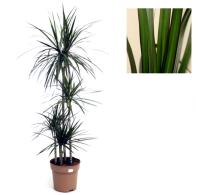 Planta Dracaena Marginata. Dracena.  Segura Garden. Las dracaenas marginatas mejoran la calidad del aire, son fáciles de cuidar, aportan elegancia con su follaje y promueven un ambiente más saludable. - details 0