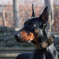 Correa Grande De Cuero Genuino Para Perros Medianos Y Grandes Con Espinas Y Aros Resistente Y Duradera Color Marrón - details 11