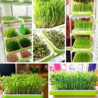 Plato De Crecimiento Sprout 33cmx26cmx5cm Para Microgreens Sistema Hidroponico De Sprouts Herramienta De Jardinería Y Agricultura - details 7