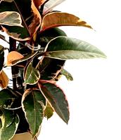 Planta natural Ficus Elástica Tineke. Altura 130 cm.  Segura Garden. El ficus elastica, o gomero, es ideal para el hogar gracias a su belleza, purificación del aire y bajo mantenimiento, añadiendo vida y estilo. - details 0