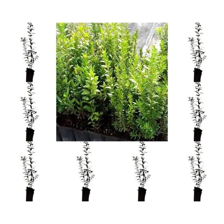 ¡¡¡ 10 Plantas !!! natural Myrtus Comunnis. Mirto. 20-30 cm. En cepellón listos para plantar. Aromática, resistente, atrae polinizadores, ideal para setos, mejora suelos y tiene usos medicinales. - 1