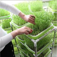 Plato De Crecimiento Sprout 33cmx26cmx5cm Para Microgreens Sistema Hidroponico De Sprouts Herramienta De Jardinería Y Agricultura - details 5