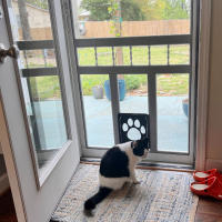 Puerta de Pets Segura y Fácil de Usar Función de Cierre Automático Grande para Perros y Gatos - details 11