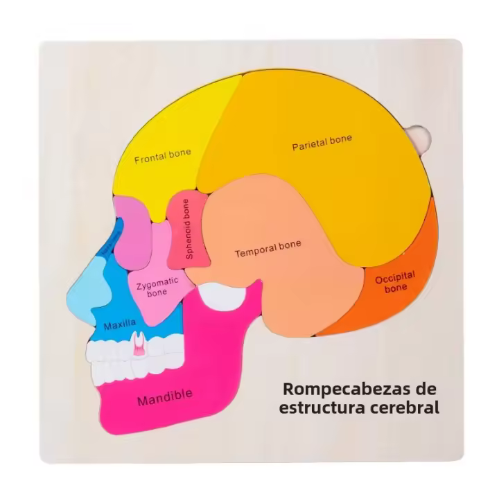 Rompecabezas De Madera Para Niños Juego Educativo De Anatomía Del Cerebro Partes Del Cerebro Actividad De Hogar Ciencia Para Niños - 1