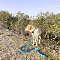 Correa Para Perros De 6 Piezas Larga De Poliamida Con Mango Suave Y Durable Con Ganchillo De Rotación Metálica Para Pequeños a Grandes Perros - details 8