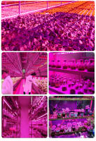 Luz De Crecimiento Para Plantas USB 5V LED Espectro Completo Para Invernadero Sistema De Cultivo Acuático Phytolamp Verde - details 10