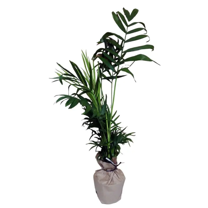 Planta natural Chamaedorea. Palmera Elegante. Para su Hogar u Oficina. Segura Garden. Chamaedorea en casa: purifica aire, adaptable a interiores, estética verde relajante, bajo mantenimiento. ¡Bienestar y naturaleza en tu hogar! - 1