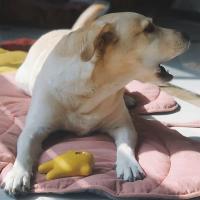Alfombra De Enfriamiento Para Perros Y Gatos Verano Manta Transpirable Lavable Para Pequeños Medianos Y Grandes Perros Sofá Para Coche - details 7