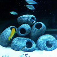 1 Pieza De Piedra De Cichlid Para Acuario Ornamento De Piscina Decoración De Tanque De Acuario Cerámica Para Cría De Camarones - details 2