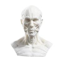 Modelo Humano De Anatomía Para Enseñanza Médica Arte De Dibujo Colección Expositora Cabeza De Cráneo Muscular Y Osseo 10cm - details 5