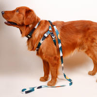 Juego De 3 Piezas Para Perros Abstracto Correa Y Correa De Anzuelo Con Arnes De Cuello En Nylon Para Caminar - details 3