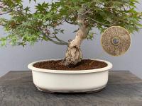 Akadama Ibaraki Hard Quality 14 Litros, sustrato arcilloso para bonsai y acuario BonsaiGranada - details 2