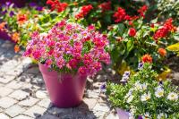 Gel de Riego para Plantas en Vacaciones XXL (Duración Hasta 30 Días) | Hidrata & Nutre tus Plantas en Vacaciones | A diferencia de otros este Gel contiene Nutrientes para tus Plantas Cuidado completo: Con NPK y micronutrientes esenciales pa | Nexum+Market - details 1