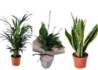 Pack 3 Plantas Purificadoras del aire. Areca + Espatifilo + Sanseviera. Según estudios de la NASA, son capaz de eliminar toxinas como el formaldehído y el xileno, que suelen acumularse en interiores. Además, actúa como un humidificador natural - details 0