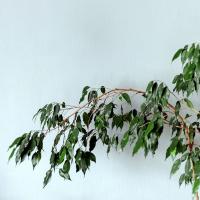 Planta natural Ficus Benjamina Danielle, Planta interior.  Segura Garden. El ficus Danielle es una planta de interior ideal: purifica el aire, es fácil de cuidar y agrega elegancia a nuestro espacio. - details 0