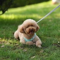 Juego De Correa Y Arnés Ajustable Para Perros Pequeños Vestido De Gato Pupilo Chihuahua Pug Bulldog Francesés Caminar Al Aire Libre - details 8