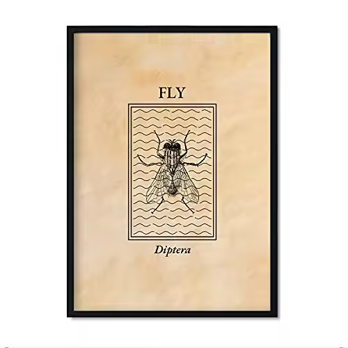 Nacnic Lámina Vintage Mosca. Pósters De Insectos En Estilo Grabado Y Tonos Sepia. Decoración De Interiores.. - 1
