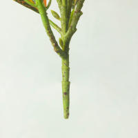 Arbol De Ficus Artificial Tropical Banyan Rama De Planta Falsa Codiaeum Hojas Verdes De Plástico Para Decoración De Jardín Y Hogar Tamaño 24-41cm - details 8