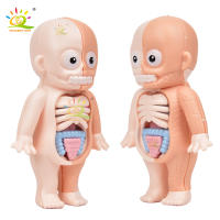 Puzzle 3D De Anatomía Humana Montessori Para Niños HUIQIBAO Juguete Educativo De Aprendizaje Para Niños Modelos De Organos Corporales Instrumento De Enseñanza - details 1