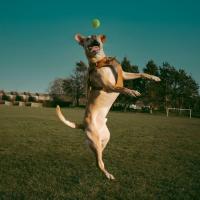 Set 1-3 Pelota de tenis para perros, Pelota automática para mascotas lanzador de pelotas de tenis para perros, mini pelotas de tenis de 6.40CM automático de bola de lanzador de tenis accesorios de pelota - details 4