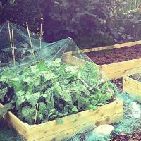 Malla De Protección Contra Pájaros Verde Para Jardín Cosechas De Frutas Verduras Flores Arbolado Pecuario Mejor Valla - details 4