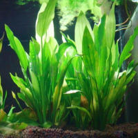 Plantas Artificiales Para Acuario 15cm Decoración De Agua Adornos Verdes Para Tanque De Peces Accesorios De Jardín Aquático - details 2