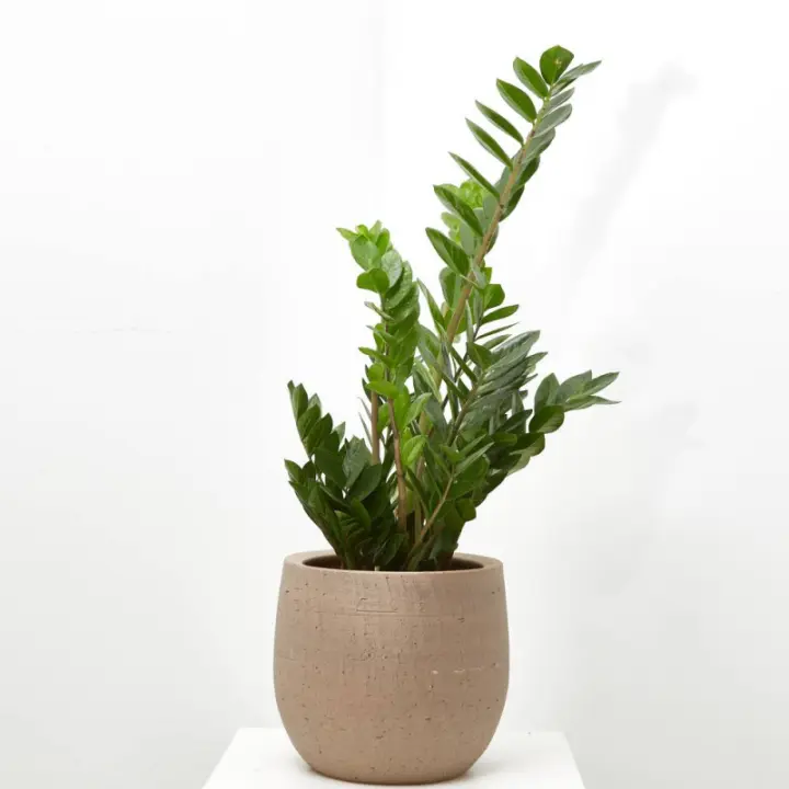 Zamioculca Planta Suculenta de Interior | Fácil de Cuidar | Tamaños Disponibles - 1