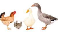 Suplemento vitaminico y Mineral para Aves. Envase de 3kg Complemento vitamínico y mineral para aves para un correcto, desarrollo morfologico de gallinas, palomas, perdices, Patos, Pavos, etc. - details 4