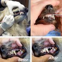 Herramienta De Limpieza Dental Para Mascotas 1PC Doble Cara Eliminador De Calcar Para Perros Y Gatos Cepillo De Dientes Para Animales De Compañía - details 2