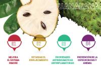 Guanabana St Graviola 500Mg 60caps Cfn - details 0