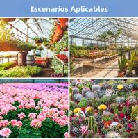 Lámpara De Crecimiento LED De Espectro Completo 300W Para Plantas Uso En Invernadero Interior Iluminación Para Frutas Suculentas Y Agricultura De Sopletes - details 12