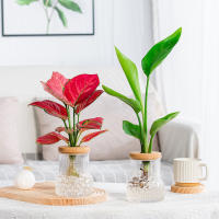 Vaso Hidroponico De Escritorio Con Tapa Terrarium Para Propagación De Plantas Decoración Para Hogar Apartamento Oficina - details 1