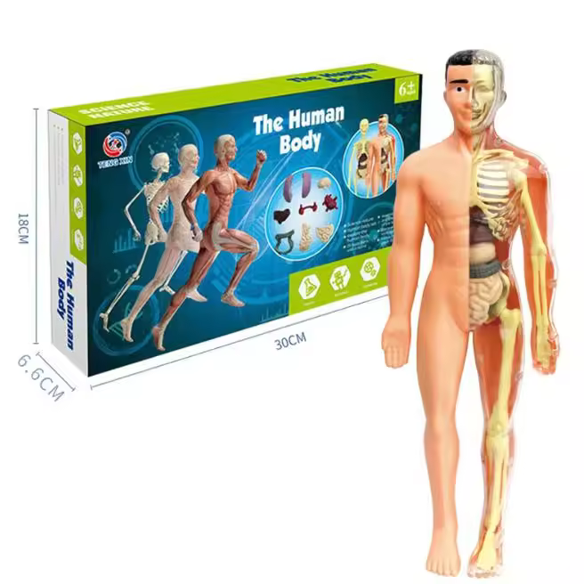 Modelo de esqueleto infantil desmontable de anatomía humana y torso, esqueleto científico del cuerpo humano, juguete educativo, regalo, cognición STEM - 1