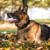 Harnés Táctico Para Perros De Tamaño Pequeño Mediano Grande Con Correa Y Collar De Entrenamiento Militar Para Caminar Y Caza - details 15
