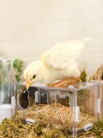Alfombra De Alimentos Para Pollos En Acrílico Transparente Y Antisalpicaduras Gran Capacidad Con 3/5 Agujeros Para Ruttin Fabricada En Plástico - details 4