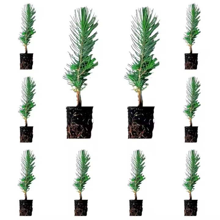 ¡¡¡ 10 Plantas !!! natural Pino piñonero. Pinus Pinea. 20-30 cm. En cepellón listos para plantar. Plantar un pino piñonero ayuda al medio ambiente, provee sombra, belleza y piñones nutritivos. - 1