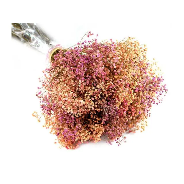 Artipistilos - Ramo de Paniculata Preservada - Mix de Colores - 1