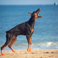 4Pcs Botas De Perro Protección De Patas Impermeables Antideslizantes Para Pequeños Medianos Y Grandes Mascotas Al Aire Libre - details 15