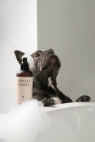 Champu natural DETOX para perros | Hidratante y Regenerante especial pieles sensibles para tu mascota | Envase de 250 ml para pieles sensibles | champú para pieles sensibles con alta concentración de Aloe Vera (20% certificado por el IASC) | Masco Beauty - details 1