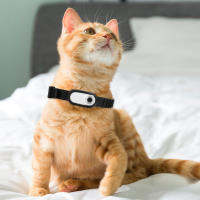 Cámara De Acción HD 1080P Para Mascotas Collar De Seguridad Para Perros Y Gatos Sin WiFi Regalo De Cumpleaños Para Mascotas - details 0