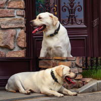 Collar De Cuero Genuino Duradero Ajustable Para Perros Medianos Y Grandes Aleman Shephard Entrenamiento Caza Marrón - details 9
