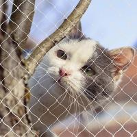 Cubierta Protectora Para Mascotas Red Flotante De Plástico Y Nylon Con Malla De Acero Para Ventanas Seguridad Anticaída Para Jardín Y Balcones - details 11