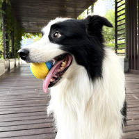 Juguete Interactivo Para Perros Bola De Goma Resistente Mordedor Squeaky Bola De Alta Rebound Para Jugar Con Perros Tamaño Para Pupusas - details 5