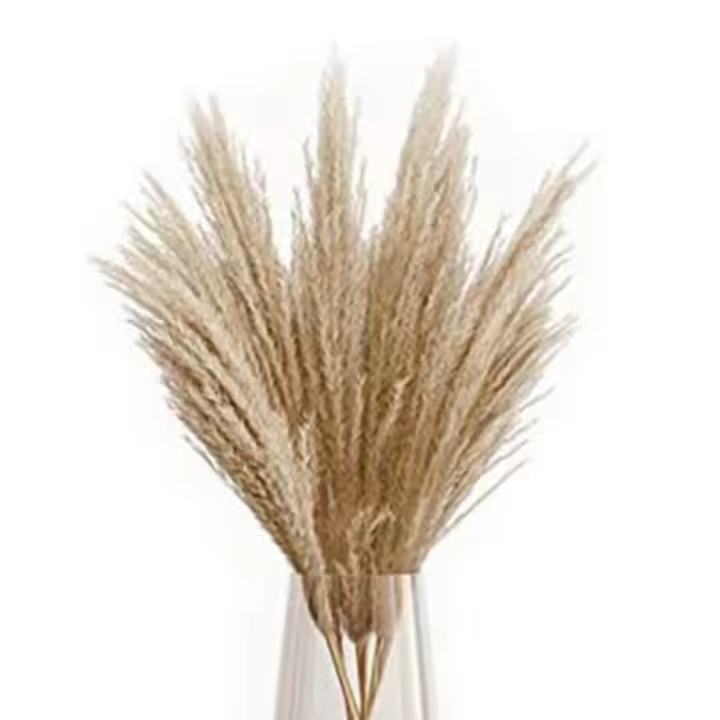 Hierba de pampas Secas Phragmites Large Natural (Bronceado, 17) - 1