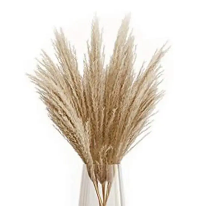 Hierba de pampas Secas Phragmites Large Natural (Bronceado, 17) - 1