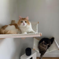 Hammock Para Gato De Pared Con Estantes Y Descansos Estables Para Dormir Jugar Subir Y Descansar Mobiliario Para Gatos PETRAVEL - details 2
