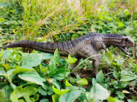 Juguete De Dinosaurio Carnotaurus Con Mandíbula Movable Regalo De Cumpleaños Para Niños Edad 4 Años Y up Figura De Animal Modelo Para Fiesta Familiar - details 6